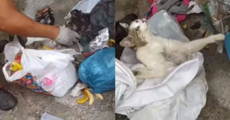 Garis libertam gato vivo que foi jogado no lixo e vídeo gera revolta: ‘olha que covardia’