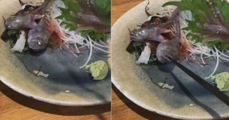 Vídeo: peixe é servido vivo e tenta comer talher do cliente
