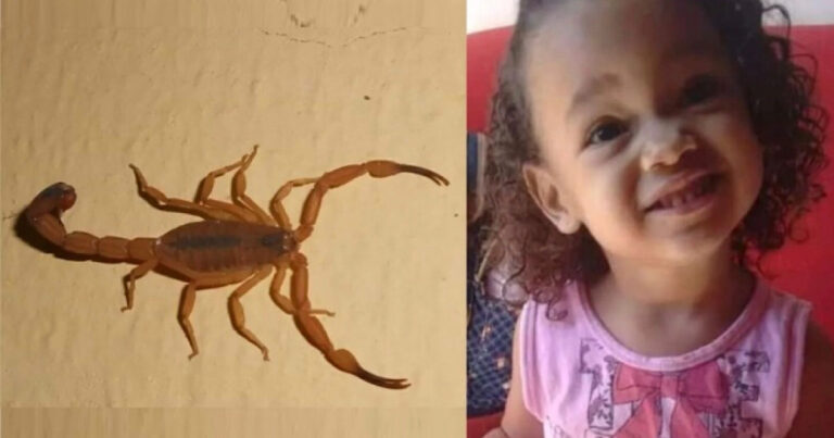 Menina de 4 anos perde a vida após ser picada por escorpião; família está desesperada