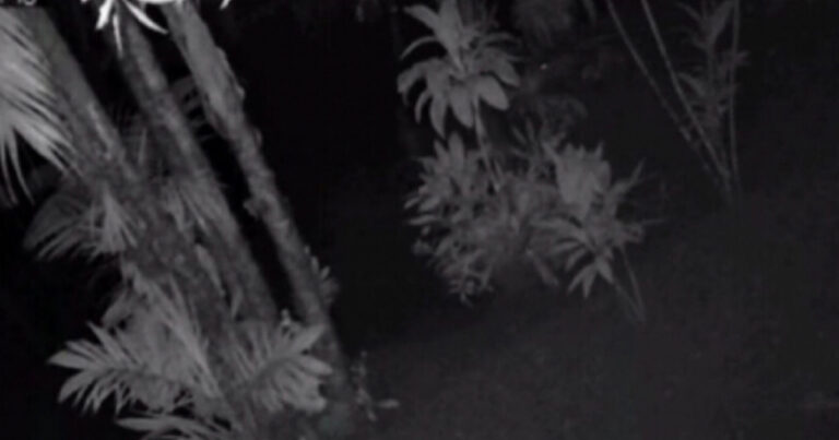 Vídeo que mostra vultos caminhando em jardim de sítio viraliza