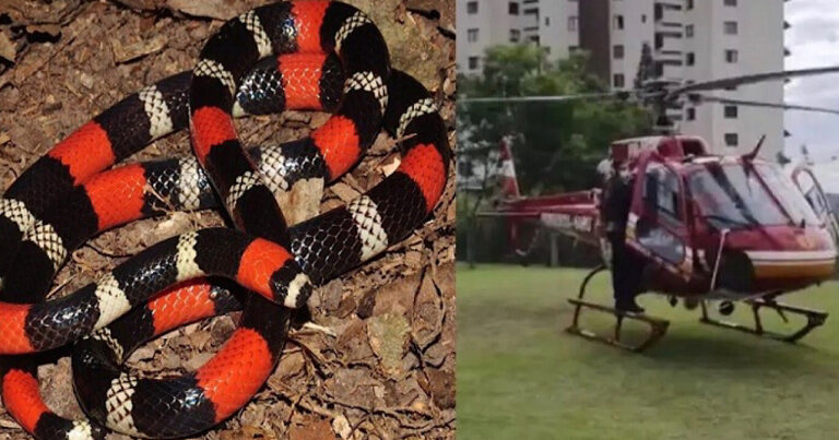 Criança de 6 anos é picada por cobra mais venenosa do país em SC e tem estado de saúde divulgado