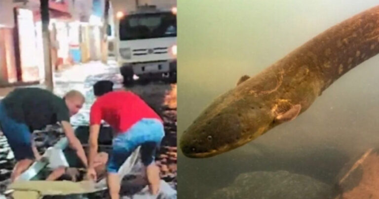 Jovem fica com parte do corpo paralisado após levar choque de peixe-elétrico em cheia de Rio