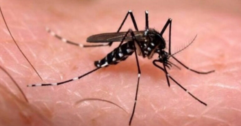Nova cepa do vírus da dengue é detectada em GO e especialistas alertam: ‘Capacidade de se espalhar facilmente’
