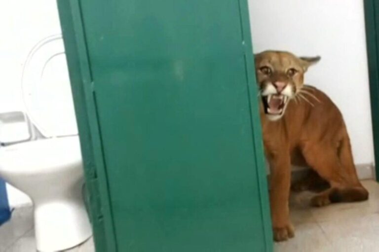 Vídeo: Criança de 9 anos encontra onça no vestiário da escola