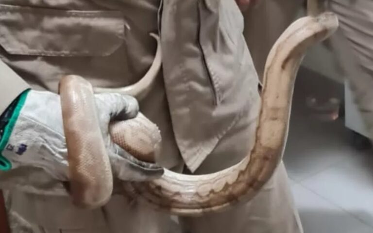 Vídeo: Morador encontra jiboia em guarda-roupa de apartamento