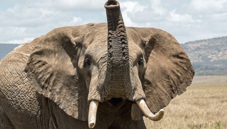 Elefante tira a vida de idosa de 70 anos e depois vai ao funeral e pisoteia o mesmo corpo