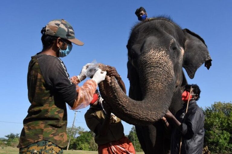 Após matar mulher de 70 anos, elefante volta ao funeral e faz algo assustador