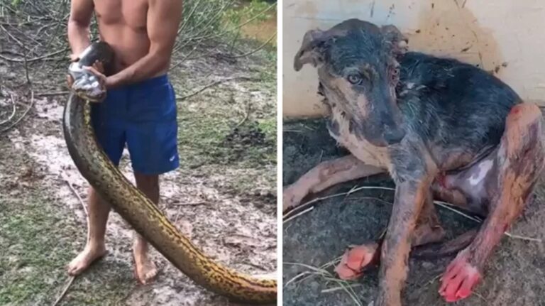 Sucuri de 7 metros ataca cão e trio se junta para salvá-lo: “Foi muito rápido”