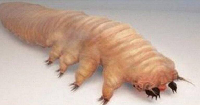 Você conhece esse bichinho feio? Ele pode estar no seu corpo e você nem imagina o que ele pode causar