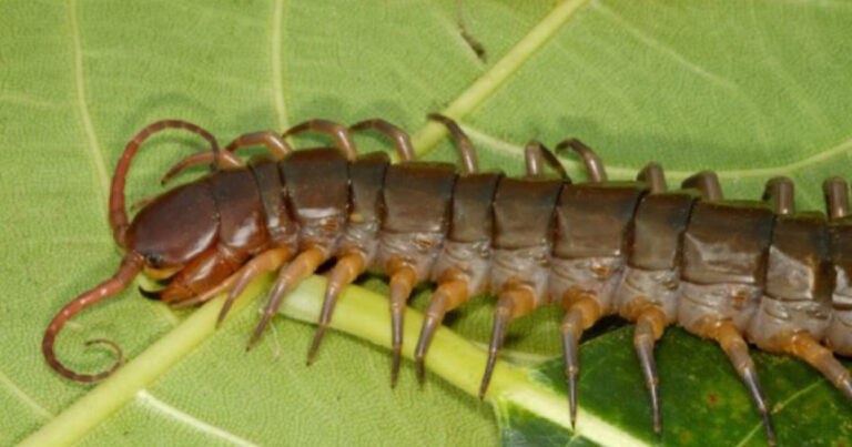 Saiba porque você não deve matar esse inseto