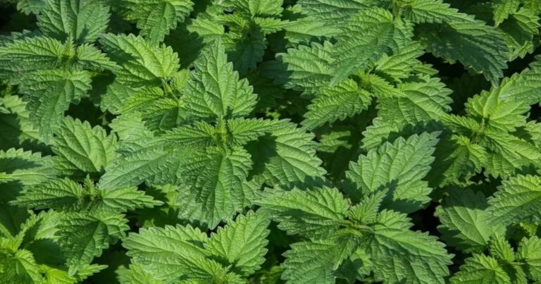 Você conhece esta erva? Ela cresce pelas ruas e quintais, e tem um grande poder de ajudar a controlar o diabete e ajuda a combater a anemia