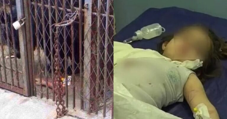 Criança de 3 anos tem braço arrancado por urso em zoológico; ela chegou a ser socorrida e levada ao hospital
