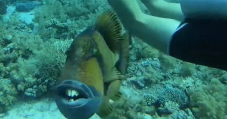 Vídeo: peixe-porco com ‘dentes humanos’ persegue, ataca mergulhador e o inusitado acaba acontecendo