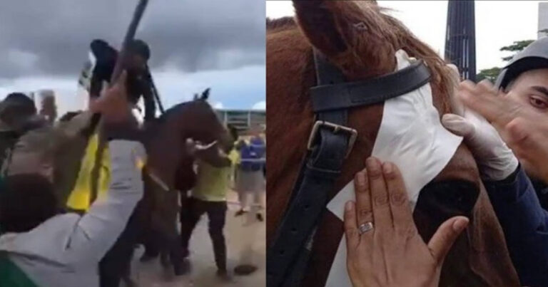Estado de saúde de cavalo espancado por terroristas preocupa: “covardes demais”