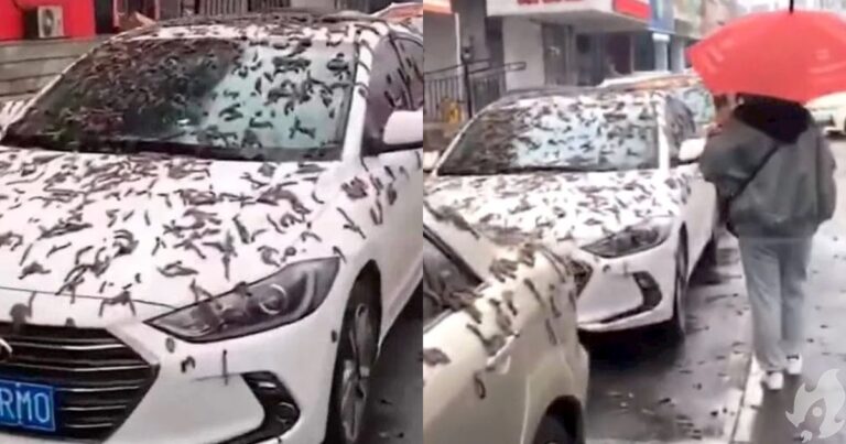 Vídeo com ‘chuva de vermes’ viraliza e aqui está a explicação