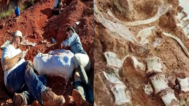 Fóssil de dinossauro é encontrado exposto após chuva e enchente no RS