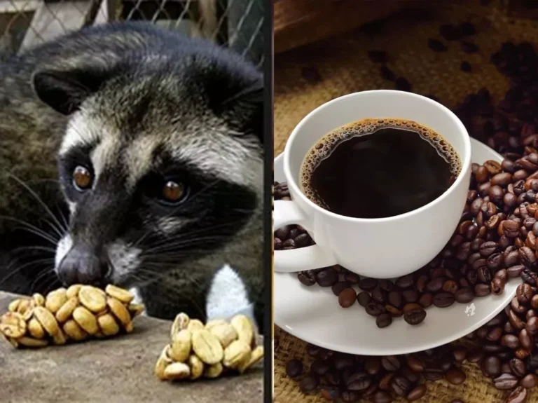 Civeta: cocô do animal dá origem a café mais caro do mundo; conheça espécie