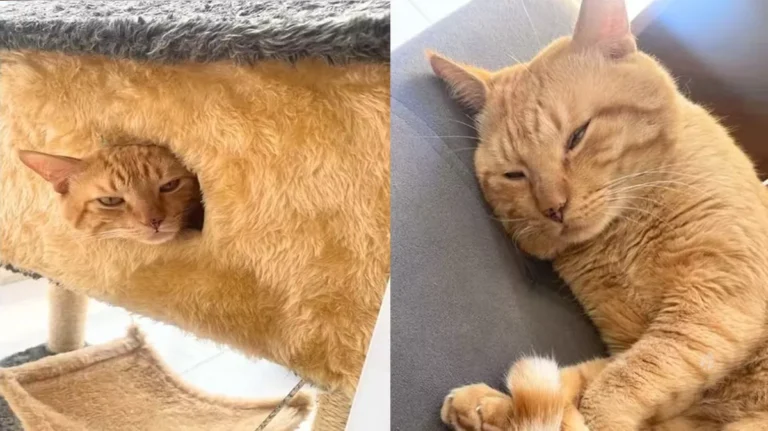 Ataque surpreendente: Gato faz família “refém” após dilacerar braço tutora”