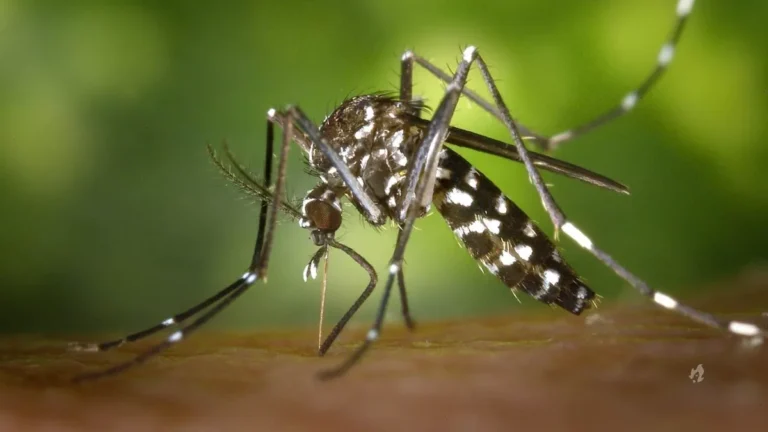 Bactéria pode ser grande aliado para controlar mosquitos da dengue, afirma estudo