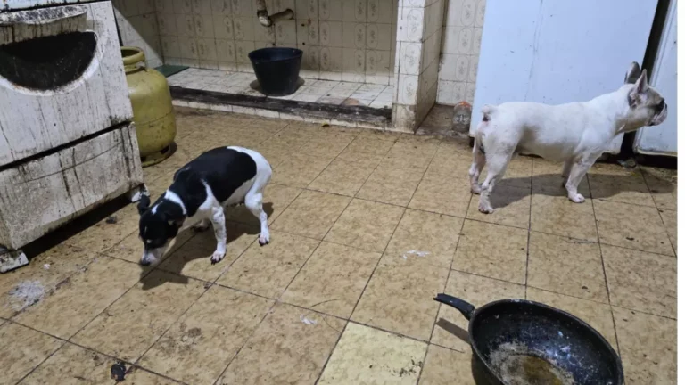 Homem é preso em Arraial do Cabo após congelar cachorros em freezer