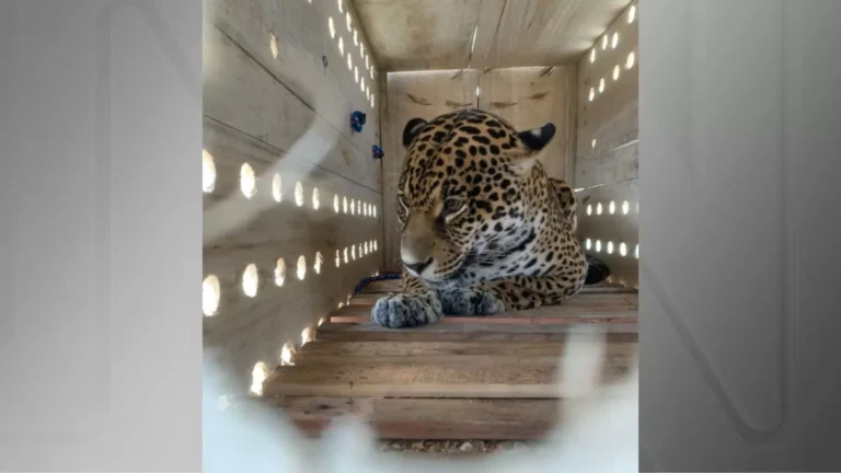 Passageira feroz: Onça-pintada viaja de avião do Pará a SP