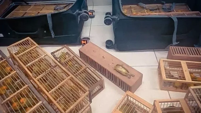 Passageiro é preso com 280 canários em malas no aeroporto de Boa Vista