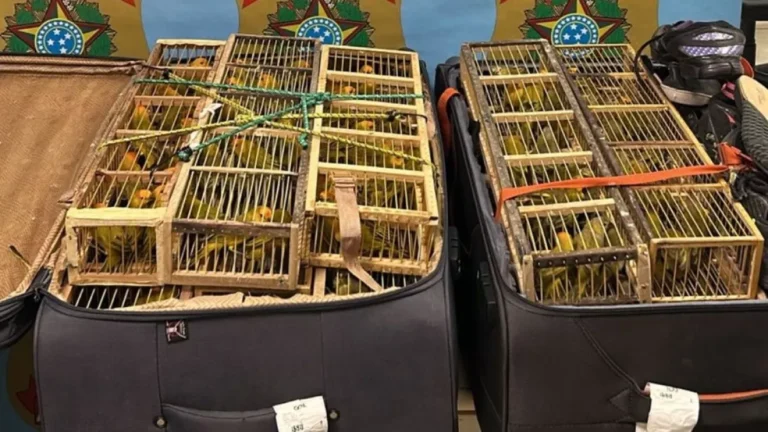 Polícia Federal prende homem por tráfico de animais silvestres no aeroporto de Brasília