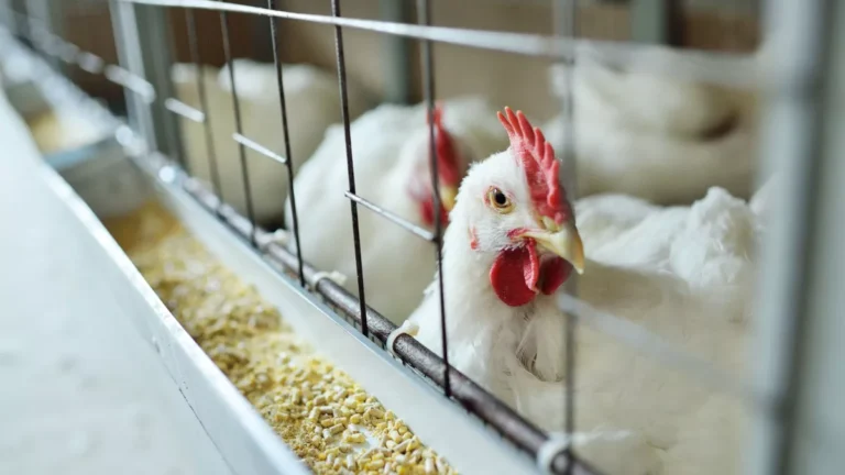 Quase 17 mil aves morreram em granja por gripe aviária, diz governo do RS