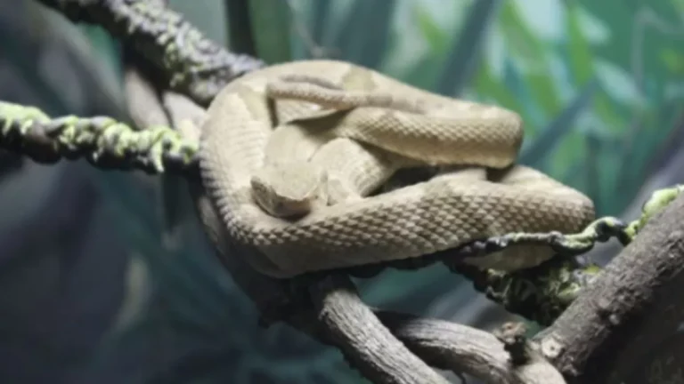“Milagre”: menino sobrevive a picada de cobra que está entre as mais venenosas do Brasil