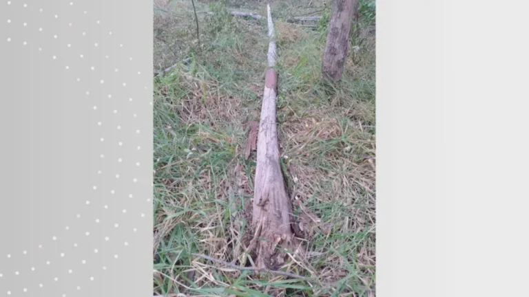 Trabalhador de 34 anos morre ao ser atingido na cabeça por árvore em fazenda no interior de SP