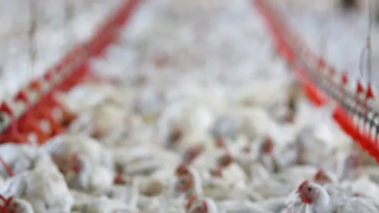 União Europeia e 9 países suspendem compra de frango brasileiro; veja lista