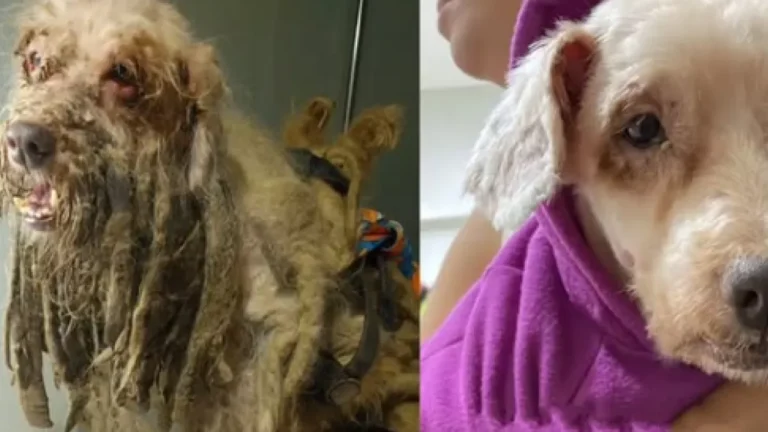 Ex-tutores de cão resgatado com 3 kg de pelo pagarão R$ 20 mil a entidades