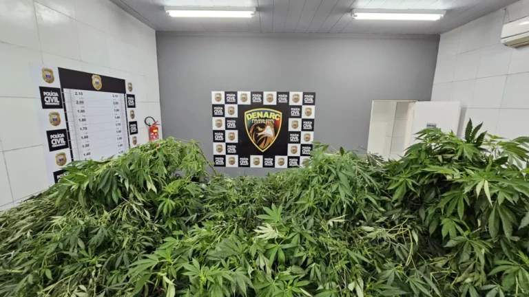 Pernambuco: Homem é preso com maconha suficiente para 115 anos de consumo