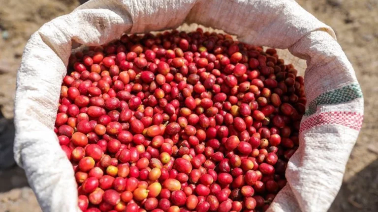 Com café na lista de tarifas, setor vê brecha para negociar com EUA