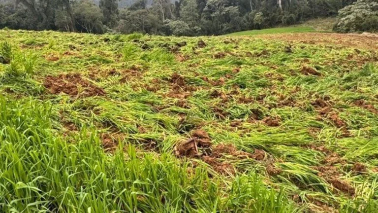 “Fazenda” com 138 mil pés de maconha é descoberta em Santa Catarina