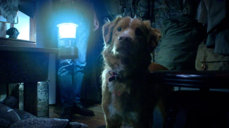 “Good Boy”: conheça filme de terror que terá a perspectiva de um cachorro