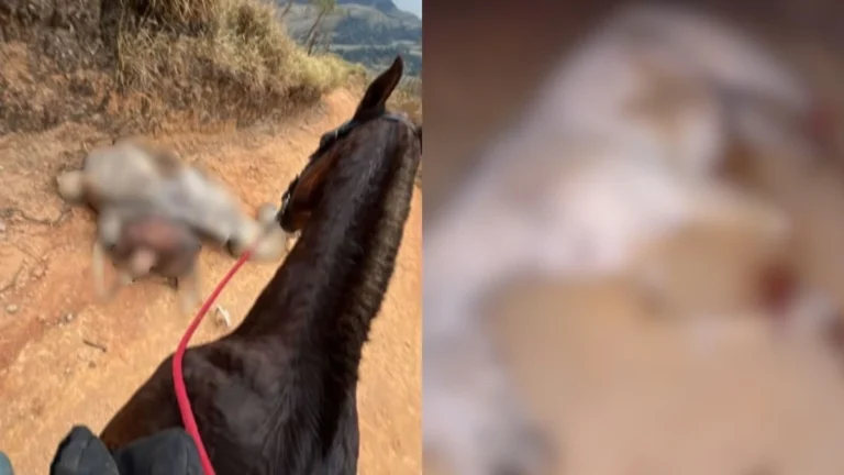 Cavalo mutilado em SP: Entidade emite nota de repúdio e notifica MP