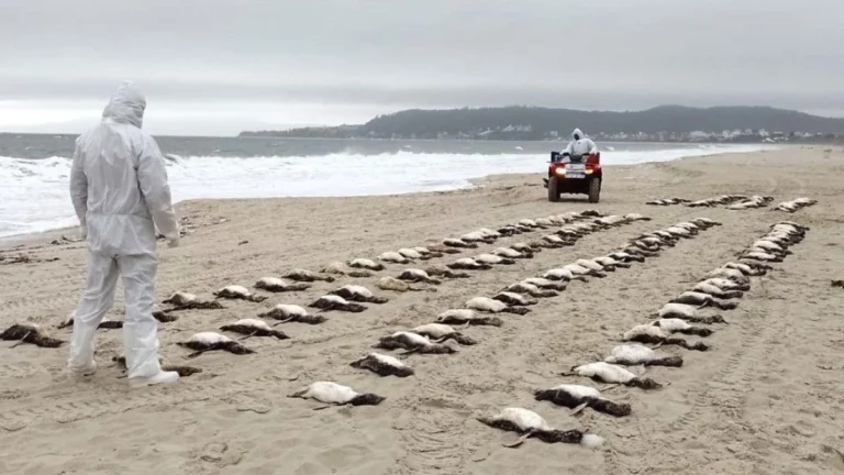 Mais de 3.200 pinguins morreram no litoral brasileiro em 2025