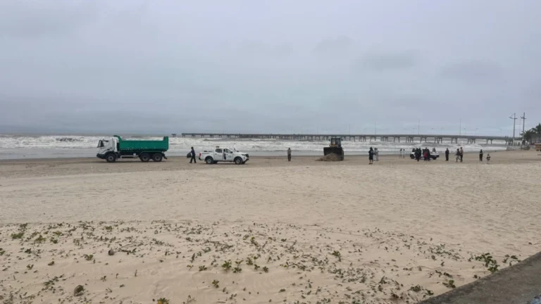 Baleia é encontrada morta em praia de Mongaguá, litoral de São Paulo