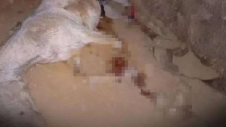 Cavalo tem patas mutiladas; famosas se revoltam e cobram punição: Monstro
