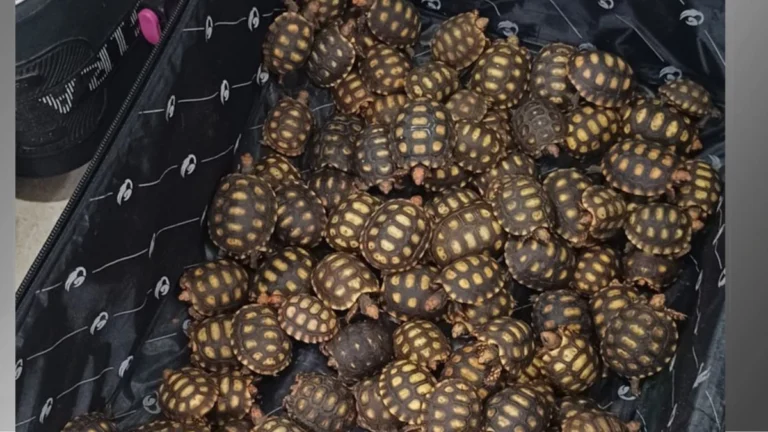 Homem é flagrado com 600 filhotes de jabutis escondidos em malas no RJ