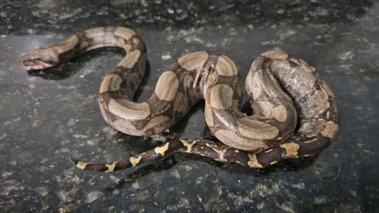 Homem pisoteia e mata jiboia ao ser flagrado traficando animais no RJ