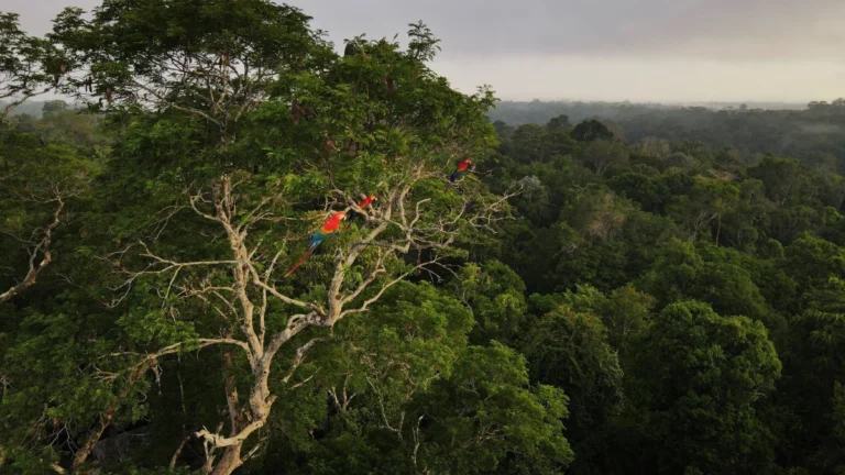 Pará registra queda de 74% nos focos de queimadas em julho