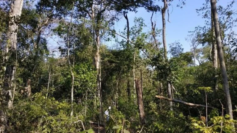 Dados do MapBiomas: Amazônia perdeu 52 milhões de hectares de vegetação