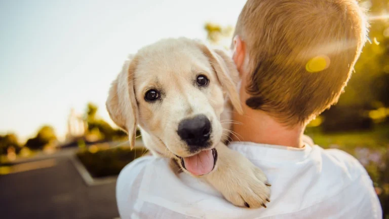 Amou “Caramelo”? Veja 5 filmes com pets que podem te emocionar
