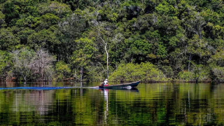 Desmatamento ameaça capacidade da Amazônia de capturar carbono, diz estudo