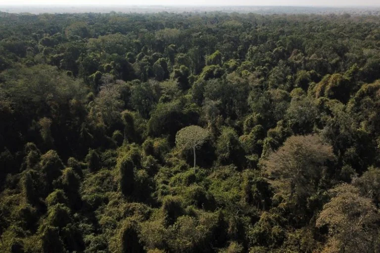 Garimpo e narcotráfico atuam juntos na Amazônia, diz diretora do FBSP à CNN