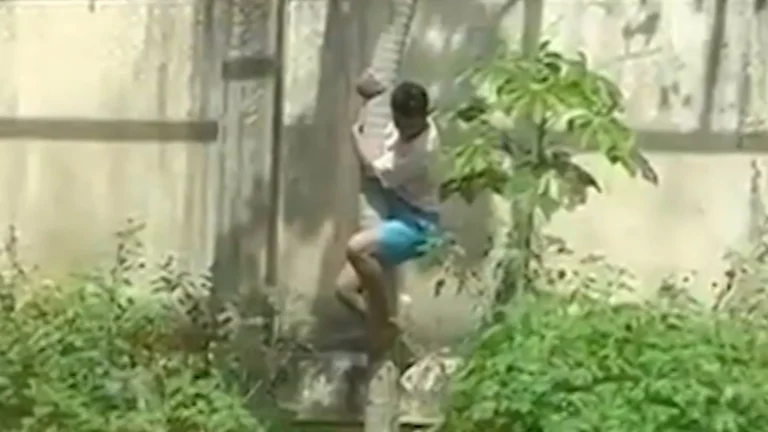 Chefe de zoológico explica morte de jovem em recinto de leoa na Paraíba