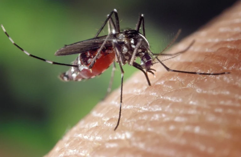 Estado de São Paulo registra 1ª morte por dengue em 2026