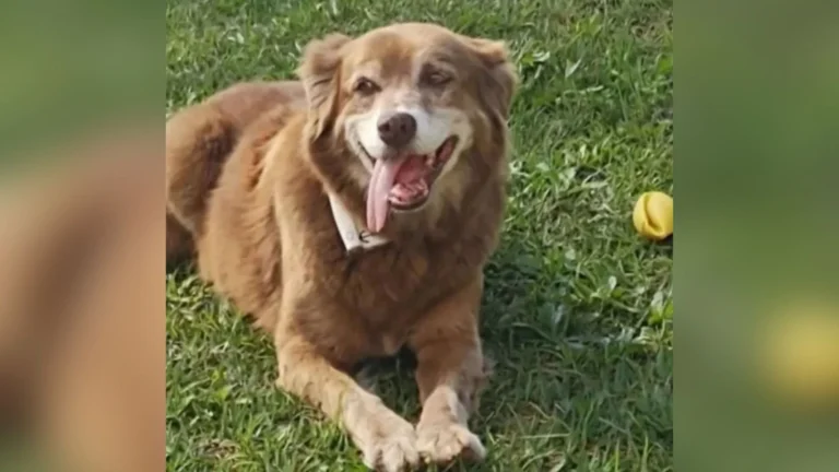 Bob Coveiro: cão que inspirou lei de sepultamento de pets em SP